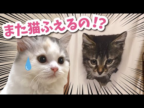 トリックアートTシャツを見た猫が予想以上の反応に…【おしゃべりする猫】