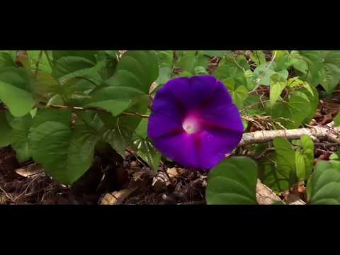 leake-mounds-connector-trail---cartersville,-ga