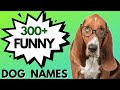 300+ FUNNY Dog Names 😆| Unisex Dog Names (Boy &amp; Girl Dog Names)