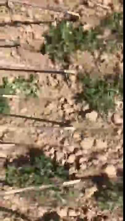 Treffler TS920/M3 Striegel in Lupinen by Jan Wittenberg