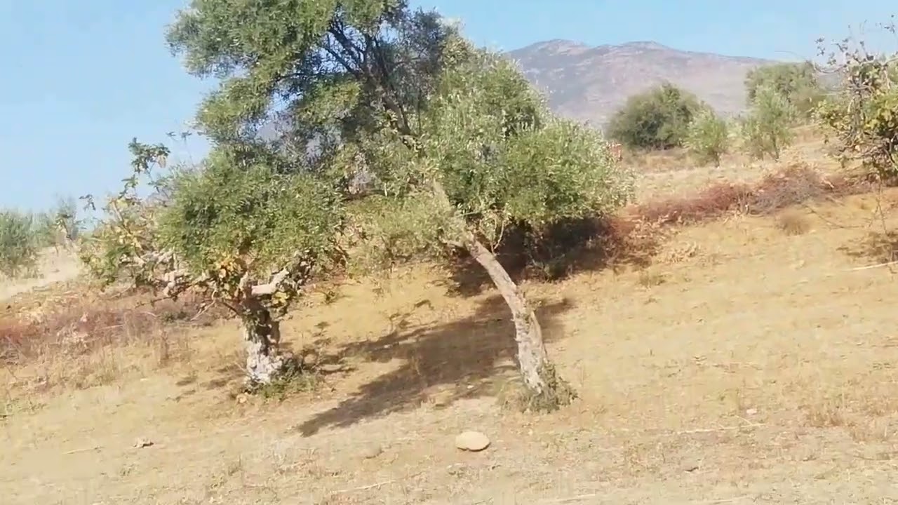 فيديو رائع من الستيفة طوييط هوارة جماعة عين معطوف إقليم تاونات المغرب 🇲🇦