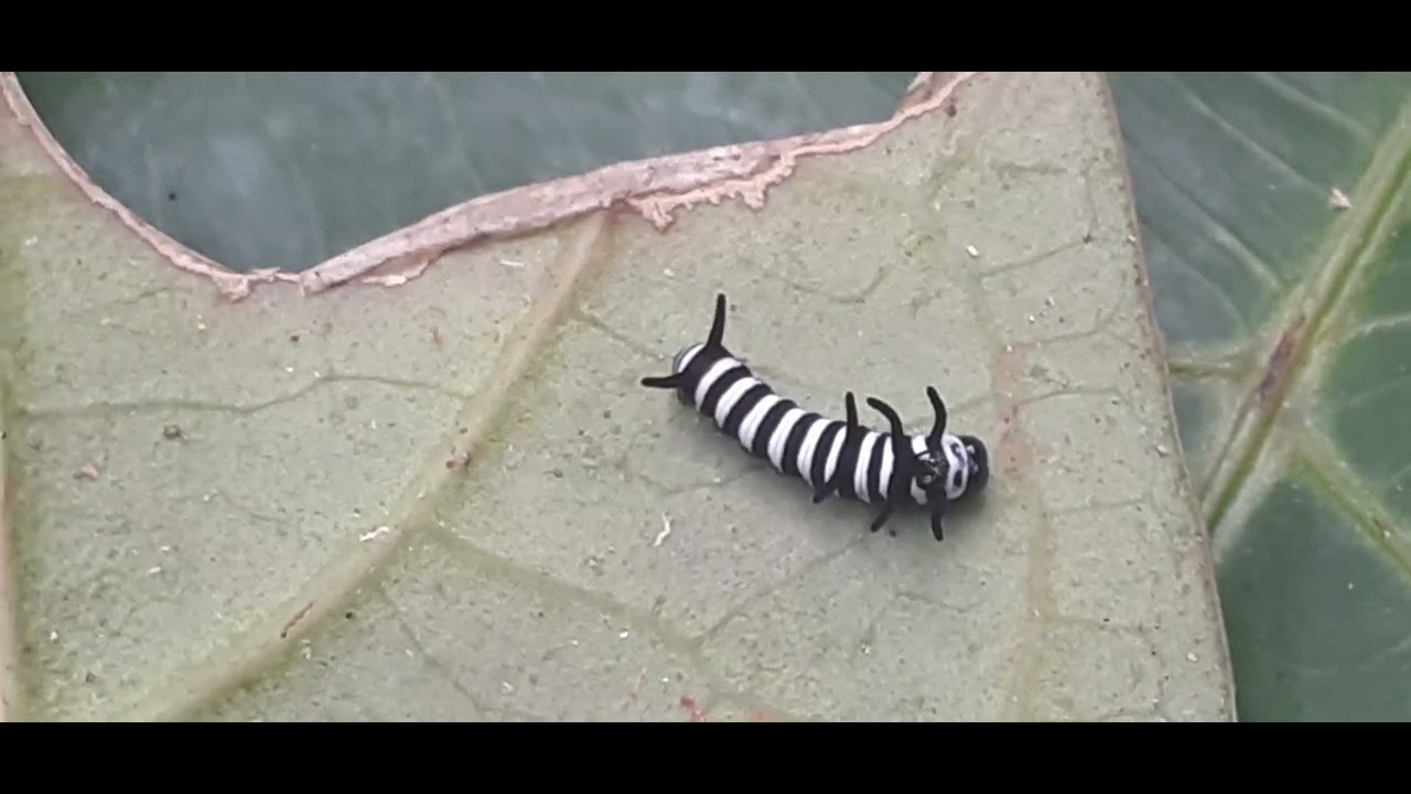 🍃🐛🦋 Instar Catterpillar of Malabar Tree Nymph🦋 📍Valpoi Sattari Goa ©️ Dr. Devidas Kotkar