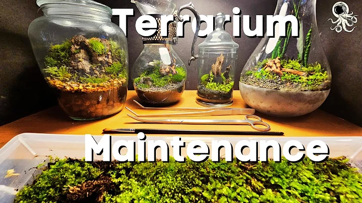 How To MAINTAIN Your Terrarium