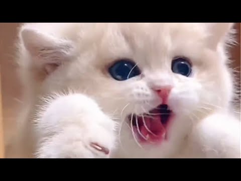 Cat Core