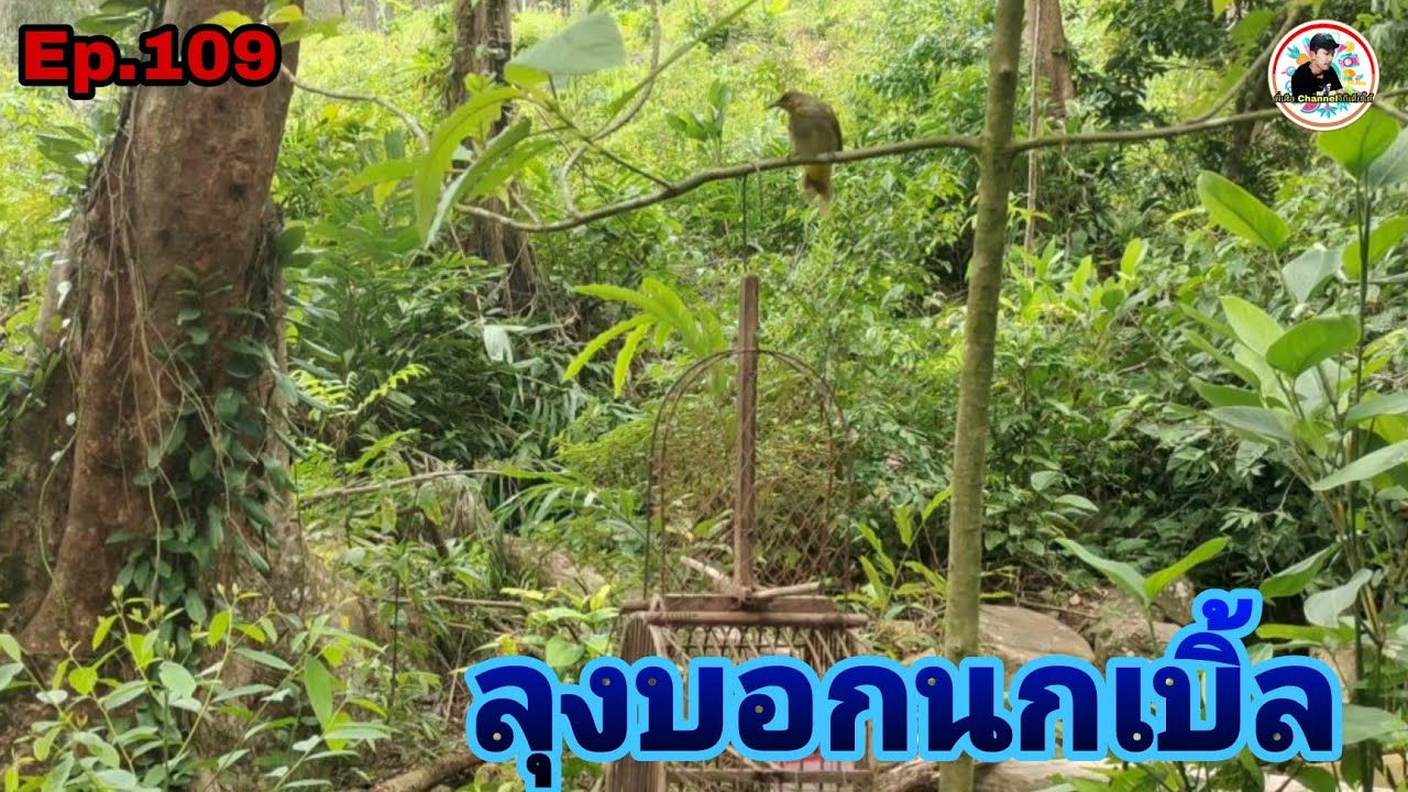 เสียงนกดอกแตงEp.109 ลุงแนะนำนกดอกแตงแก่ป่าเบิ้ลในสวน(Stripe-throated Bulbul)