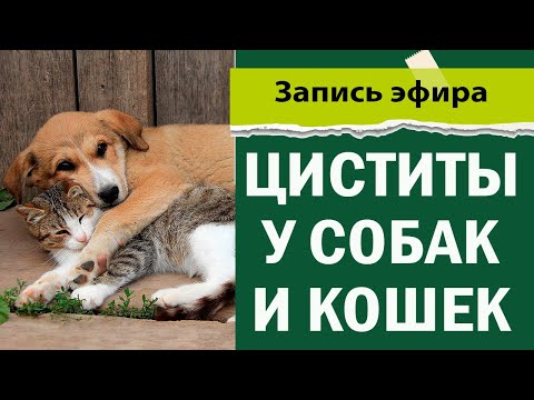 Циститы у кошек и собак | идиопатический цистит | ветеринария лекция вебинар