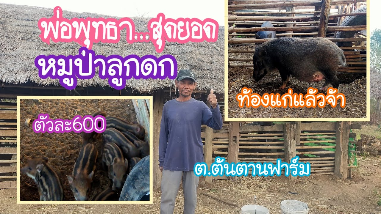 หมูป่าลูกดก พ่อพุทธา เกษตรกรต้นแบบ ต้นทุนต่ำสร้างรายได้แบบยั่งยืน