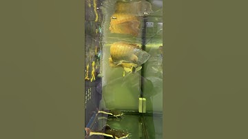 Mồi câu cá chẽm, chép rô phi siêu dính cá, pha trộn nhanh🎣🔥#5 #fishingcarp  #shorts