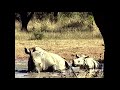 White Rhino  with little son. Wonderful