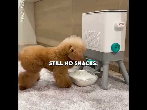 This Puppy Solved a Problem Like a Human 😳