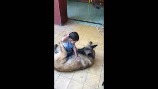 Boy plays with dog