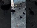 চিলিহাঁস ও তার ছানা