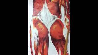 Muscle chart