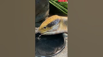 SNAKE  Perspective🐍🐍🐍 | short SNAKE video clip | Nature_pg8 | #shorts