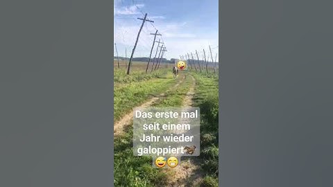 Leider ist das Video so kurz #pferd #pferdeliebe #reiten #galopp#dorfkind #bayern