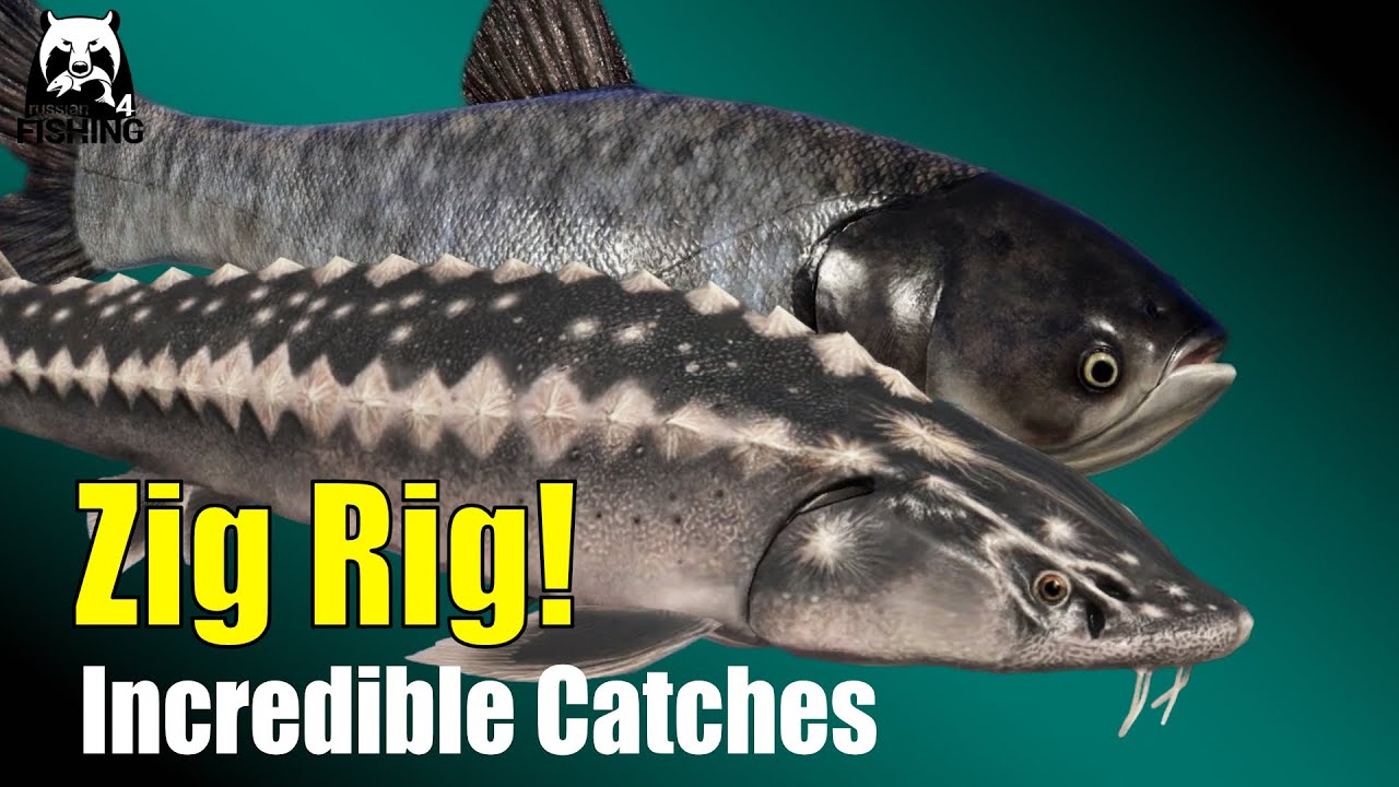 Russian Fishing 4 - Akhtuba River - Zig Rig Fishing Bighead Carp, Wild Carp & even Persian Sturgeon!