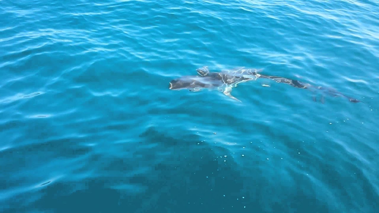 St Augustine Tiger Shark YouTube