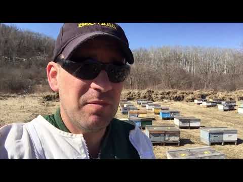 A Beekeeper’s Guide For Pollen Identification of Honey - April 22, 2020