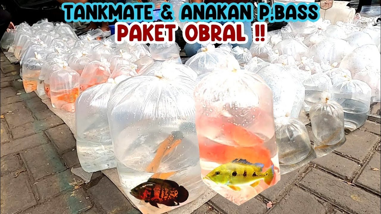 CEK‼️UPDATE HARGA IKAN HIAS || ANAKAN P,BASS & TANKMATE || PASAR IKAN HIAS JATINEGARA‼️