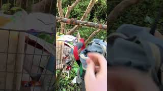 #baumhaus folge 16 mit #katze #kater #brücke
