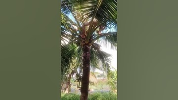 Rửa dừa trên cao. Dụng cụ rửa dừa mẫu 7|| Thể Thao và Cuộc Sống