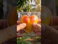 “Would you gift this or eat it?” #trendingshorts #grok #chatgpt