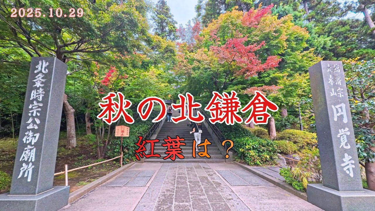 秋の北鎌倉【2025年10月29日(水)】｜紅葉状況を見に行きました！円覚寺-東慶寺-浄智寺。