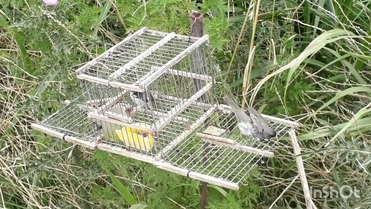 caceria del domingo  ( jilguero corbata chiviro)