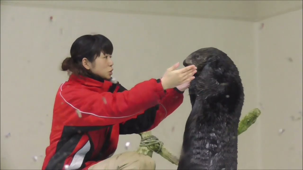 【蔵出し映像】ロイズくんとメイちゃん＠鳥羽水族館