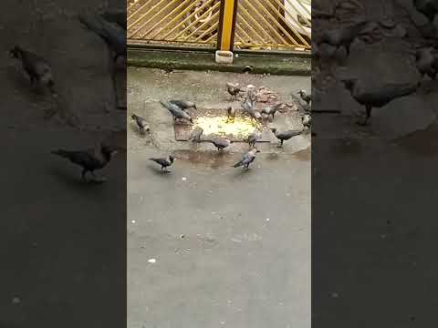 satyug fir se aa gaya        plese subscribe my yuo tuv channel
