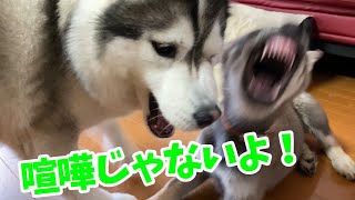 ハスキーと狼犬のじゃれあい