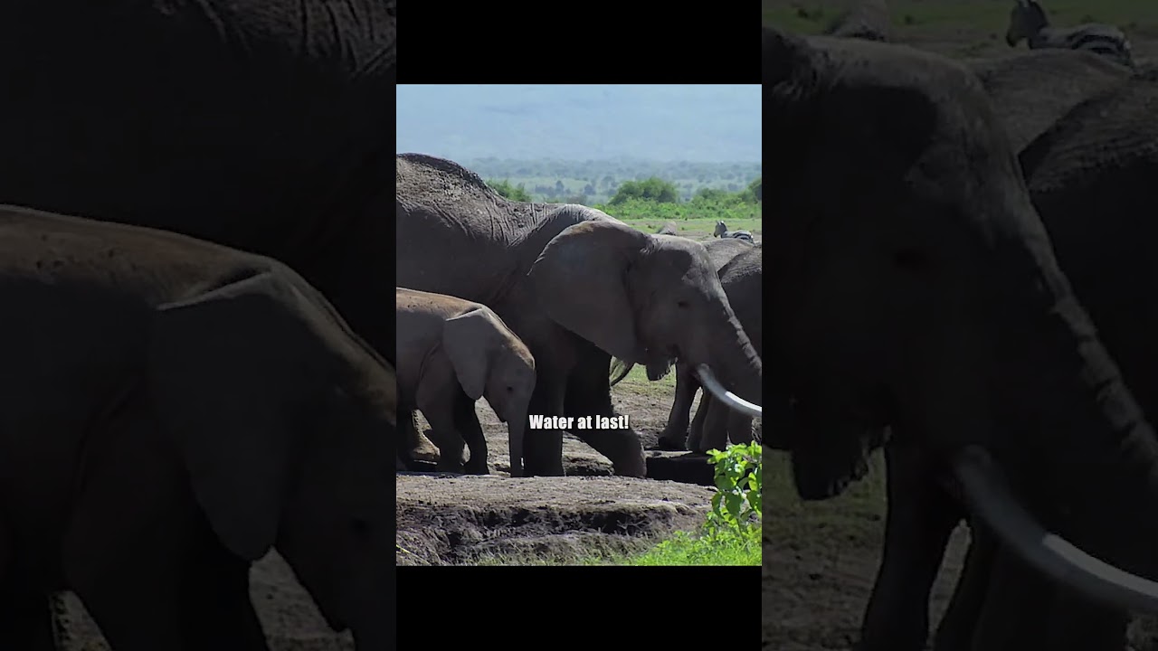 She meant to help — but her inexperience only deepened the danger. #wildlife #shorts #animals