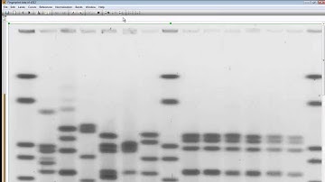 Import and analyze your second gel (BioNumerics 7)