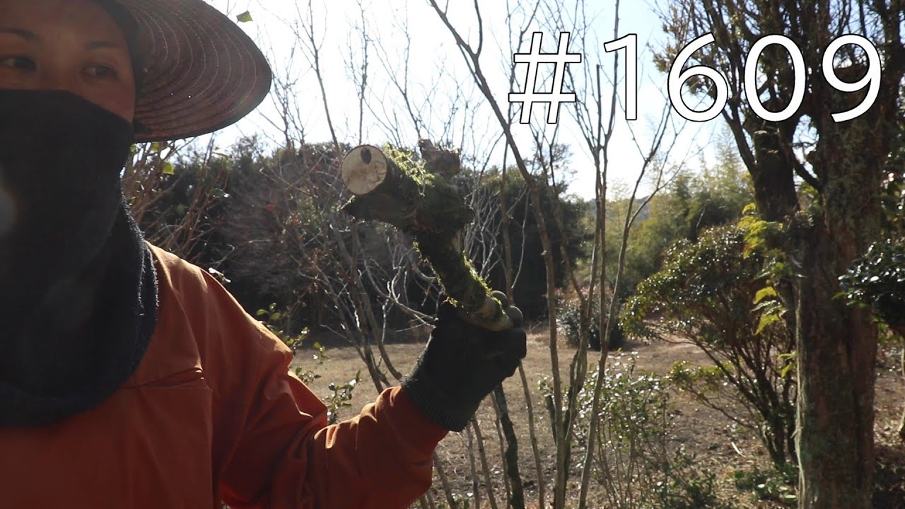 植木の中に穴が…？！ゆらゆら揺れる虫食いの枝は根元から切っちゃおう｜見違える明るさを取り戻した庭