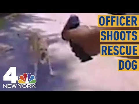 Outrage Grows after Bodycam Shows NJ Officer Shoot, Kill Dog That Charged at Him | NBC New York
