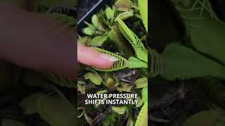 This Plant Snaps in Slow Motion 🌿⚡