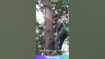 These Tree Climbing Skills are WILD! 🌲🧗‍♀️ What Are They Collecting?! 🤔 #treeclimber #foragingfinds