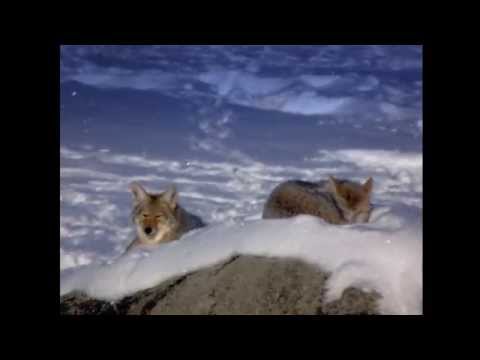 WILD THINGS CLIP: "How a coyote changed my life"