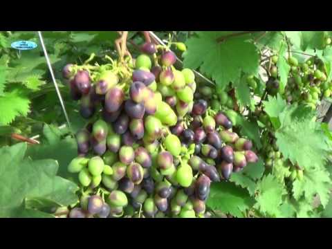 Актуальность выращивание винограда в теплице