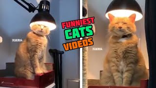 Funny Cat Compilation - Cats Life V8 by Meow? Woof! 3,772 views 2 years ago 3 minutes, 17 seconds