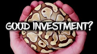 Famous Are Ball Pythons a Good Investment? Wealth