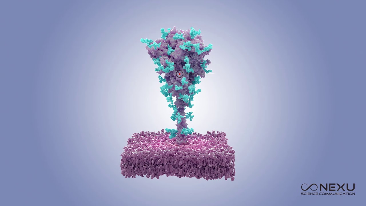 Spike Protein with Sugar Glycans