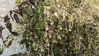 Killing the poisonous sumac