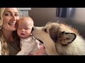 Giant Dogs Wake Happiest Baby Up Malamute Alarm Clock (Cutest Video Ever!!)