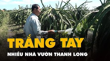 Nhiều nhà vườn thanh long vùng hạ du hồ Sông Quao trắng tay vì lũ