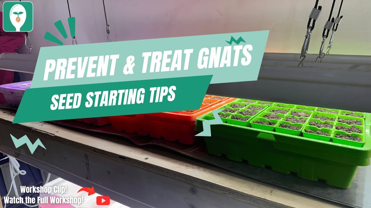 Thumbnail for Preventing Gnat Infestation In Propagation Trays