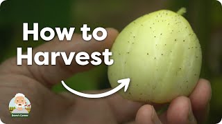 How to Harvest Crystal Lemon Cucumbers