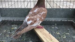 2014 Choco Meuleman Racing Homer Cock. January 16, 2017