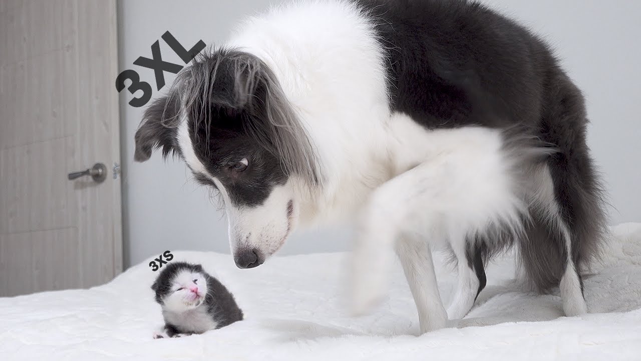 Introducing a Rescued Newborn Kitten To My Border Collie