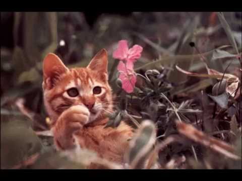 koneko monogatari Chatran theme ending music